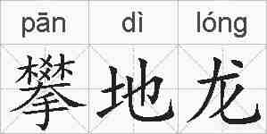 攀地龙的拼音
