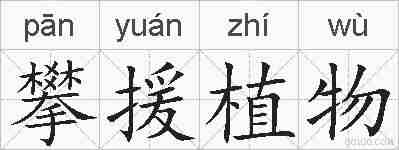 攀援植物的拼音
