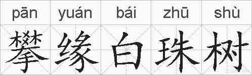攀缘白珠树的拼音