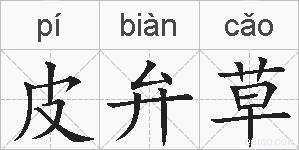 皮弁草的拼音