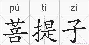 菩提子的拼音