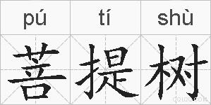 菩提树的拼音