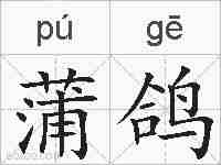 蒲鸽的拼音