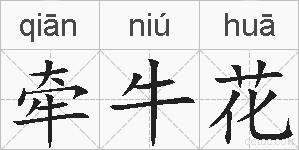 牵牛花的拼音