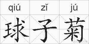 球子菊的拼音