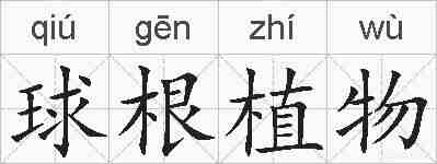 球根植物的拼音