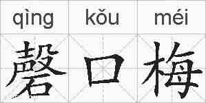 磬口梅的拼音