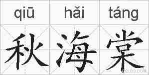 秋海棠的拼音