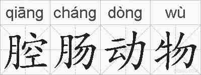 腔肠动物的拼音