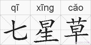 七星草的拼音