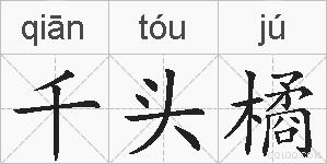 千头橘的拼音