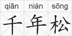 千年松的拼音