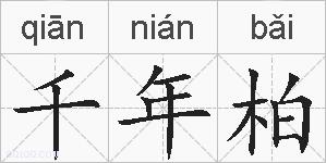 千年柏的拼音