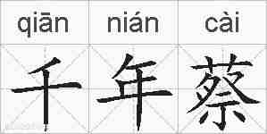 千年蔡的拼音