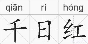 千日红的拼音