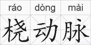 桡动脉的拼音