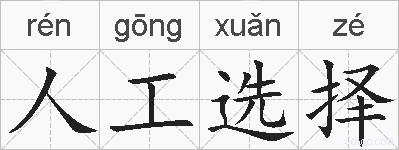 人工选择的拼音