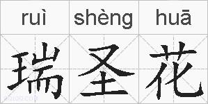 瑞圣花的拼音