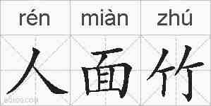 人面竹的拼音