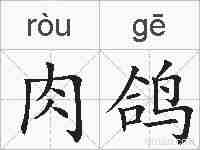 肉鸽的拼音