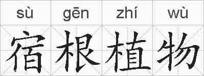 宿根植物的拼音