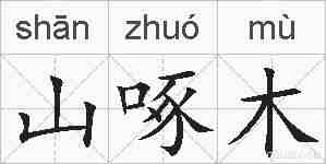 山啄木的拼音