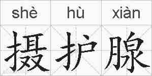 摄护腺的拼音