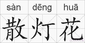散灯花的拼音