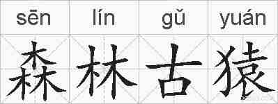 森林古猿的拼音