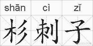 杉刺子的拼音
