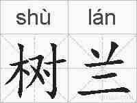 树兰的拼音