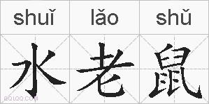 水老鼠的拼音