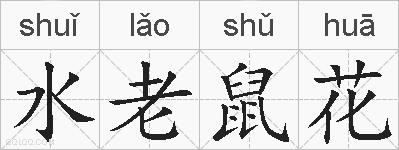 水老鼠花的拼音