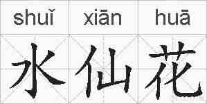 水仙花的拼音
