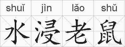 水浸老鼠的拼音