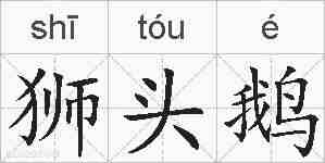 狮头鹅的拼音