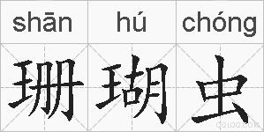 珊瑚虫的拼音