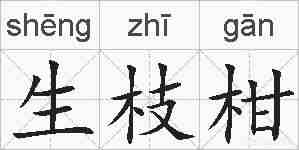 生枝柑的拼音
