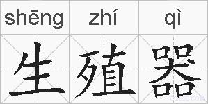 生殖器的拼音