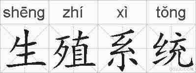 生殖系统的拼音
