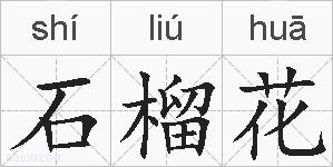 石榴花的拼音