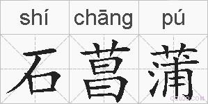 石菖蒲的拼音
