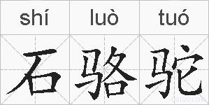 石骆驼的拼音