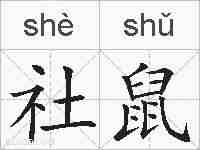 社鼠的拼音