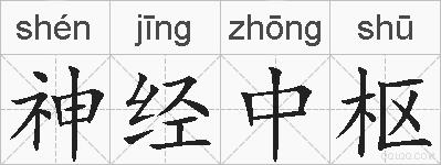 神经中枢的拼音