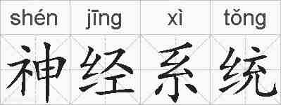 神经系统的拼音