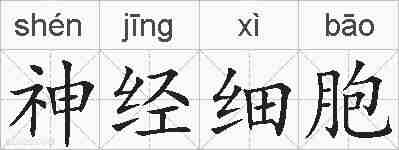 神经细胞的拼音
