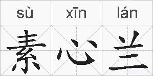 素心兰的拼音