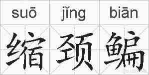 缩颈鳊的拼音