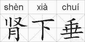 肾下垂的拼音